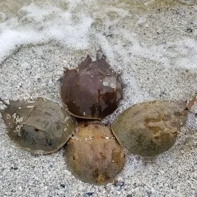 thumbnail for publication: The American Horseshoe Crab (Limulus polyphemus)